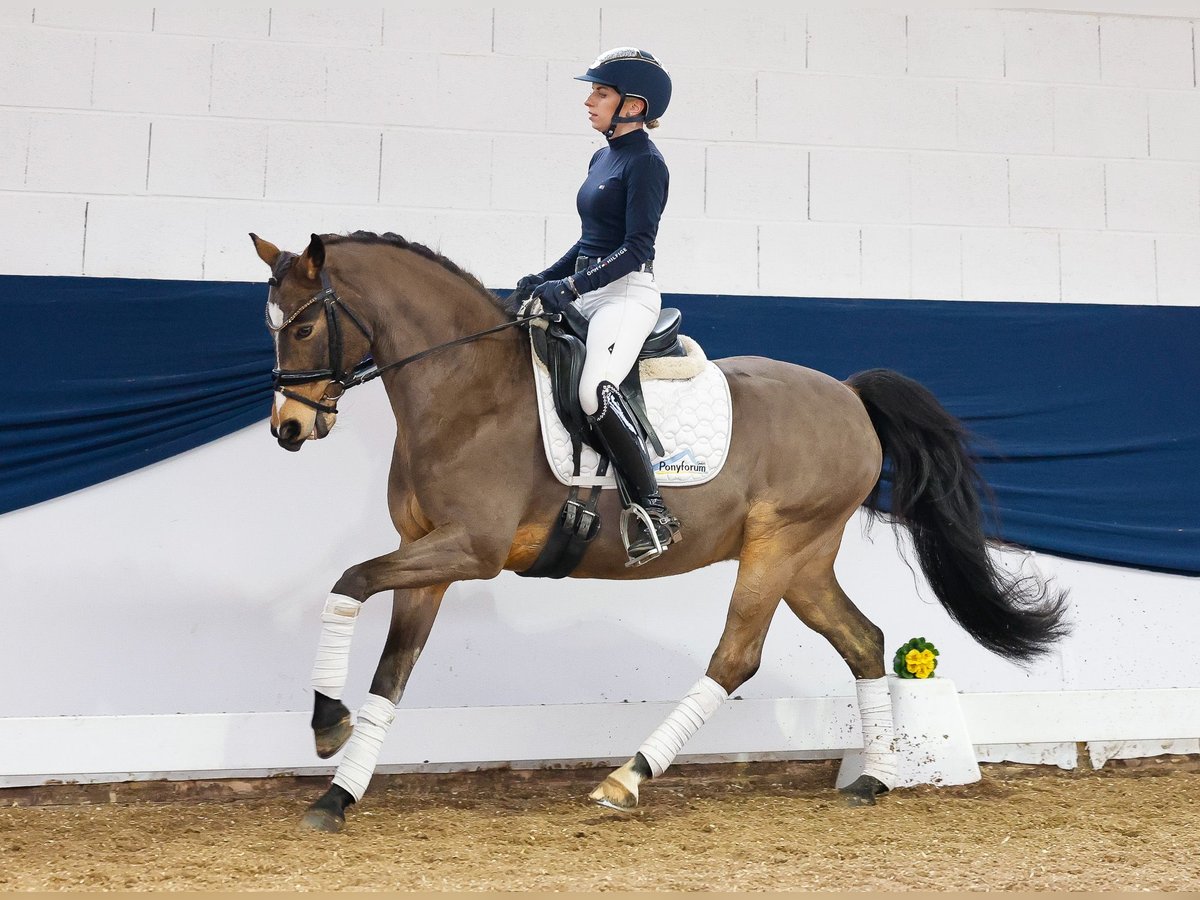 Deutsches Reitpony Wallach 12 Jahre Falbe in Marsberg