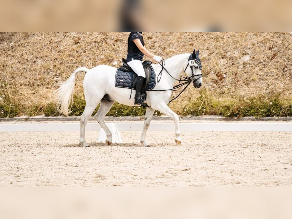 Deutsches Reitpony Wallach 13 Jahre 130 cm Schimmel in Saarbrücken