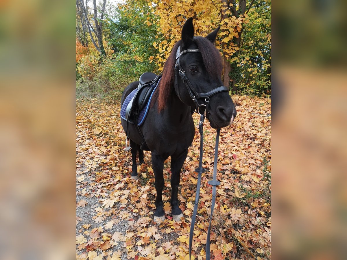 Deutsches Reitpony Mix Wallach 13 Jahre 134 cm Rappe in Krumbach