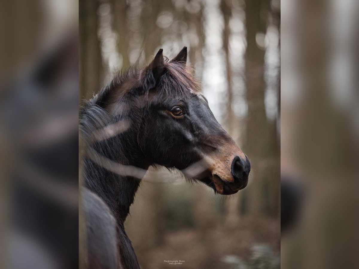 Deutsches Reitpony Wallach 13 Jahre 140 cm Brauner in Wachtberg Deutsches Reitpony Wallach 13 Jahre 140 cm Brauner in Wachtberg