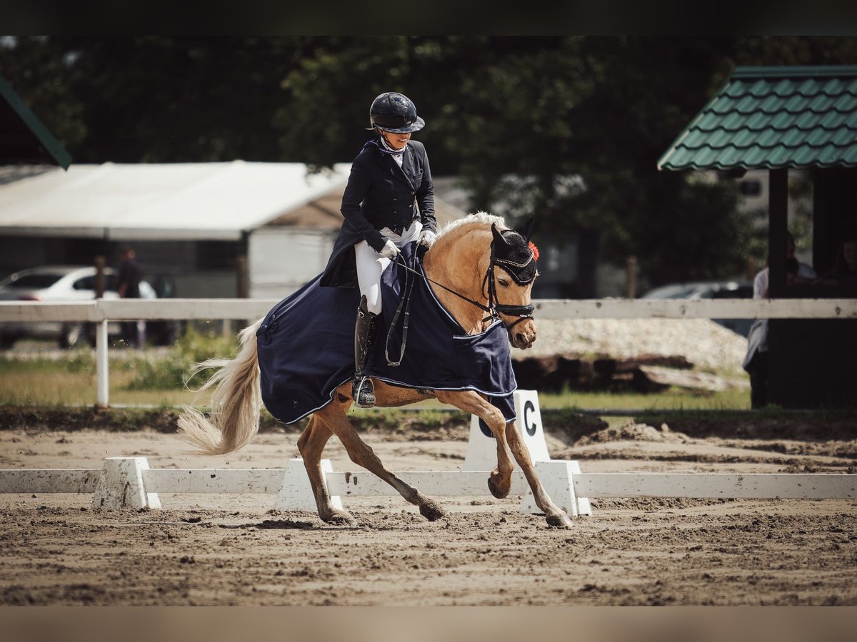 Deutsches Reitpony Wallach 13 Jahre 144 cm Palomino in Bonn