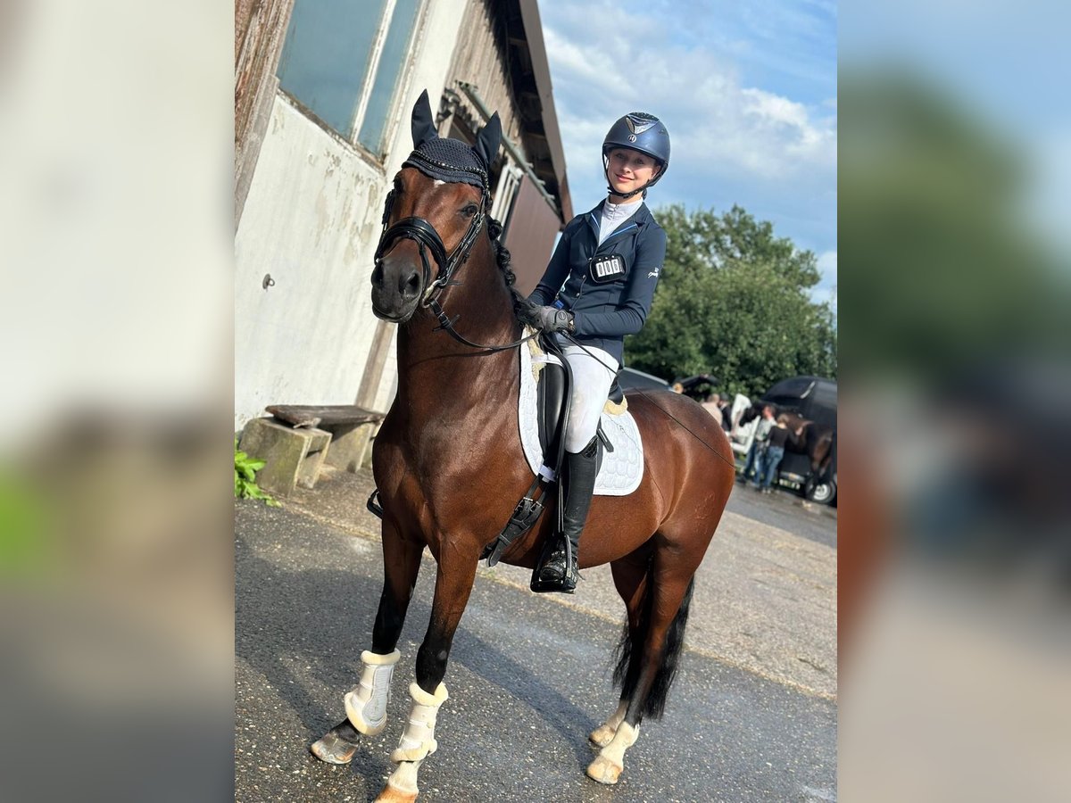 Deutsches Reitpony Wallach 13 Jahre 145 cm Brauner in Kirchardt