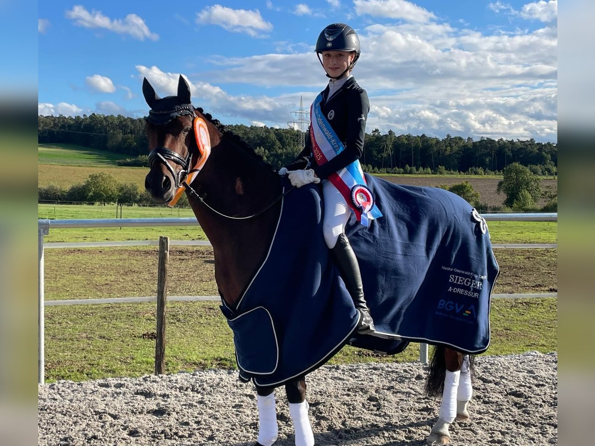 Deutsches Reitpony Wallach 13 Jahre 145 cm Brauner in Kirchardt
