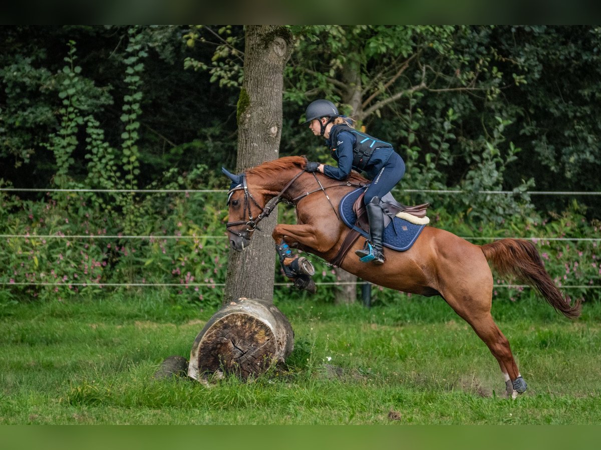 Deutsches Reitpony Wallach 13 Jahre 146 cm Dunkelfuchs in Senden