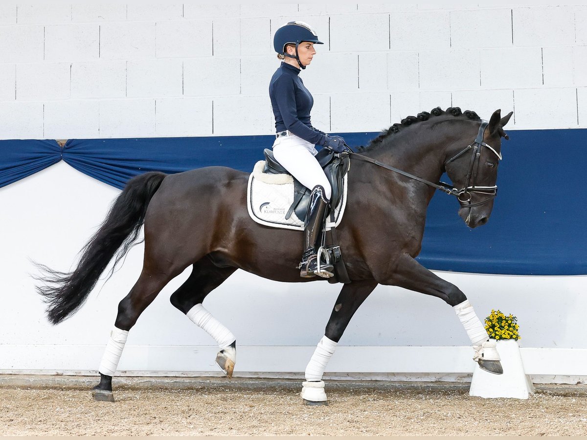 Deutsches Reitpony Wallach 13 Jahre 147 cm Brauner in Marsberg