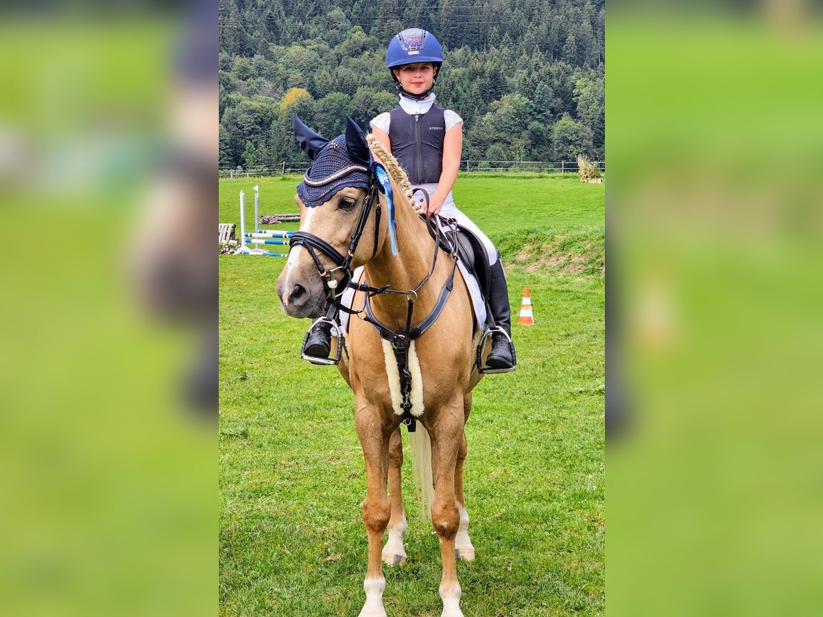 Deutsches Reitpony Wallach 13 Jahre 147 cm Palomino in Kirchdorf in Tirol