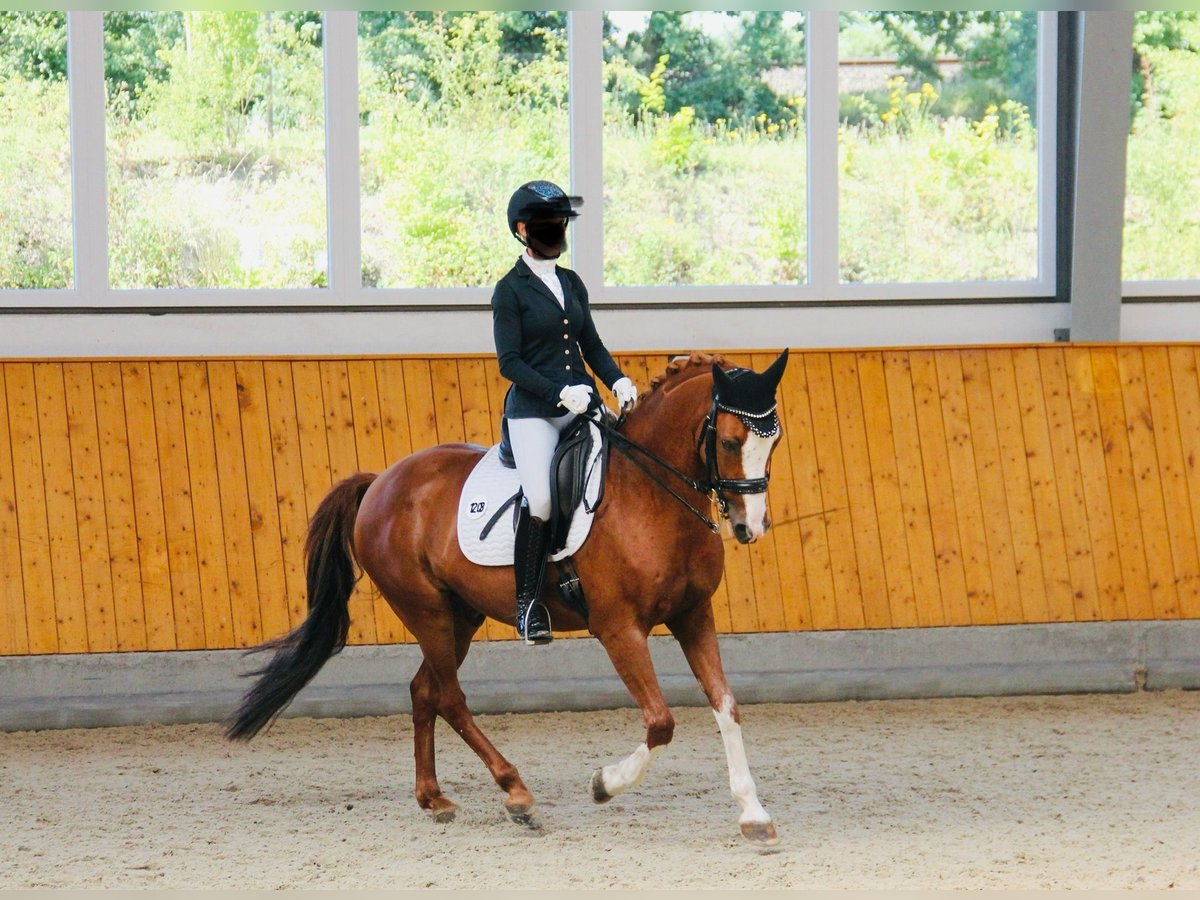 Deutsches Reitpony Wallach 13 Jahre 148 cm Fuchs in Sprockhövel