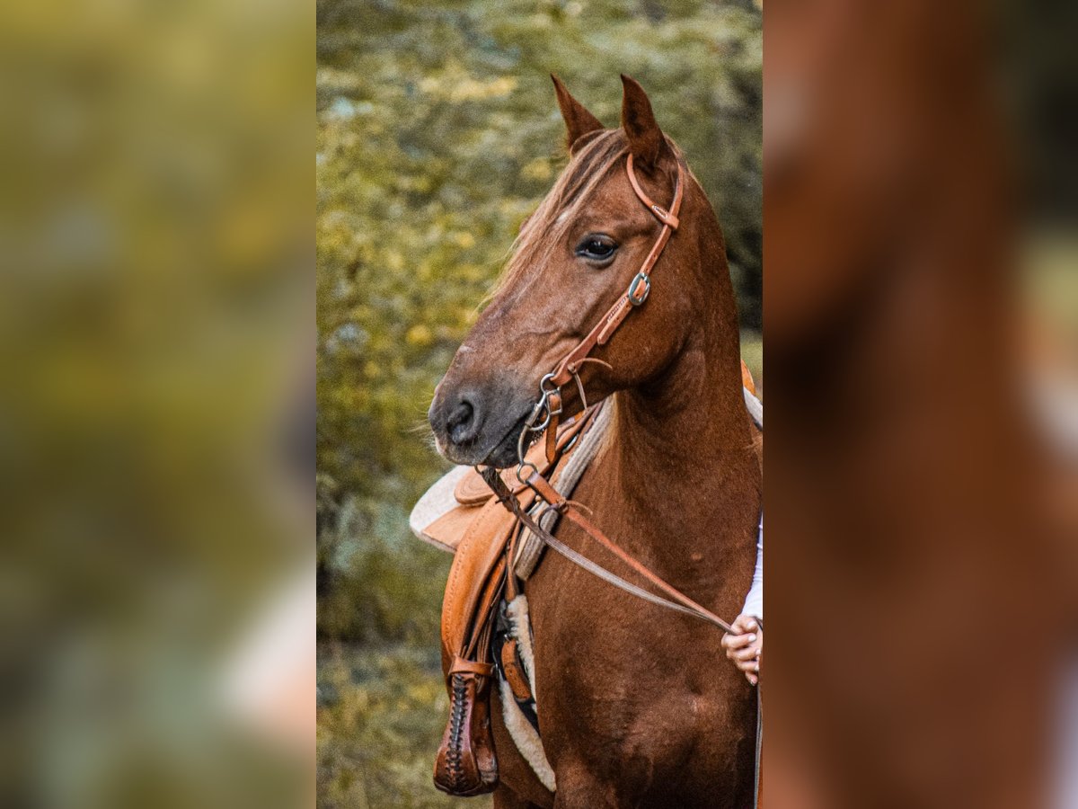 Deutsches Reitpony Mix Wallach 13 Jahre 148 cm Fuchs in Allmendingen