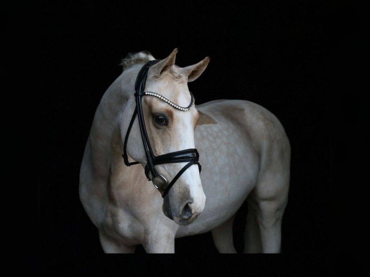 Deutsches Reitpony Wallach 13 Jahre 148 cm Palomino in Recke, bei Osnabrück