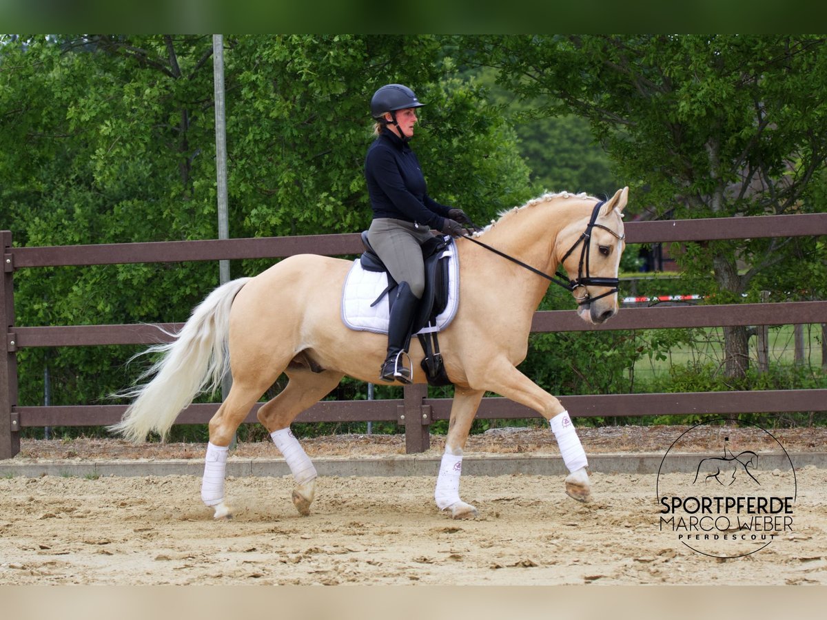 Deutsches Reitpony Wallach 13 Jahre 148 cm Palomino in Rastede