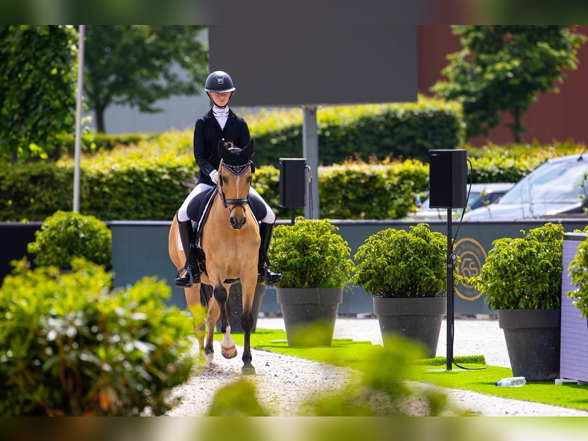 Deutsches Reitpony Wallach 13 Jahre 149 cm Falbe in Minderhout