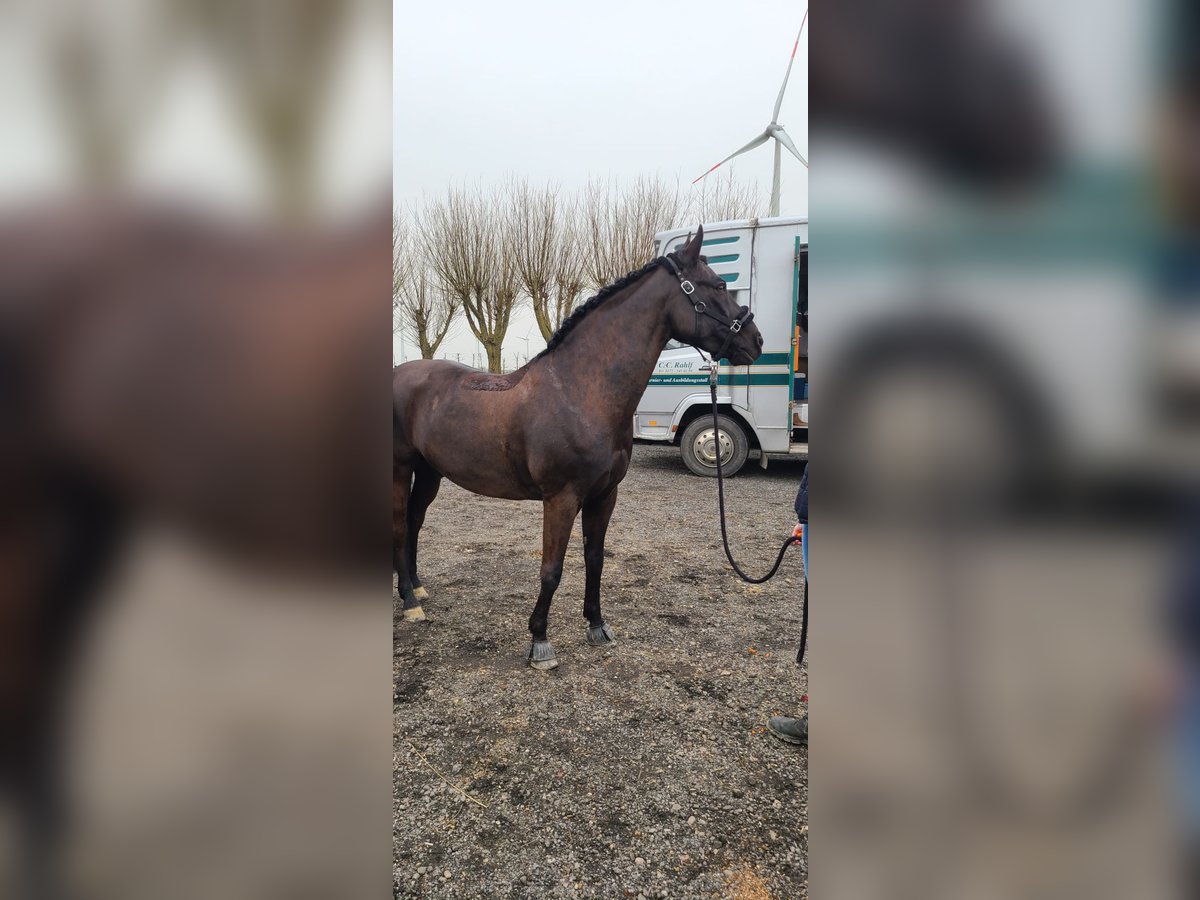 Deutsches Reitpony Mix Wallach 13 Jahre 152 cm Schwarzbrauner in Friedrichskoog