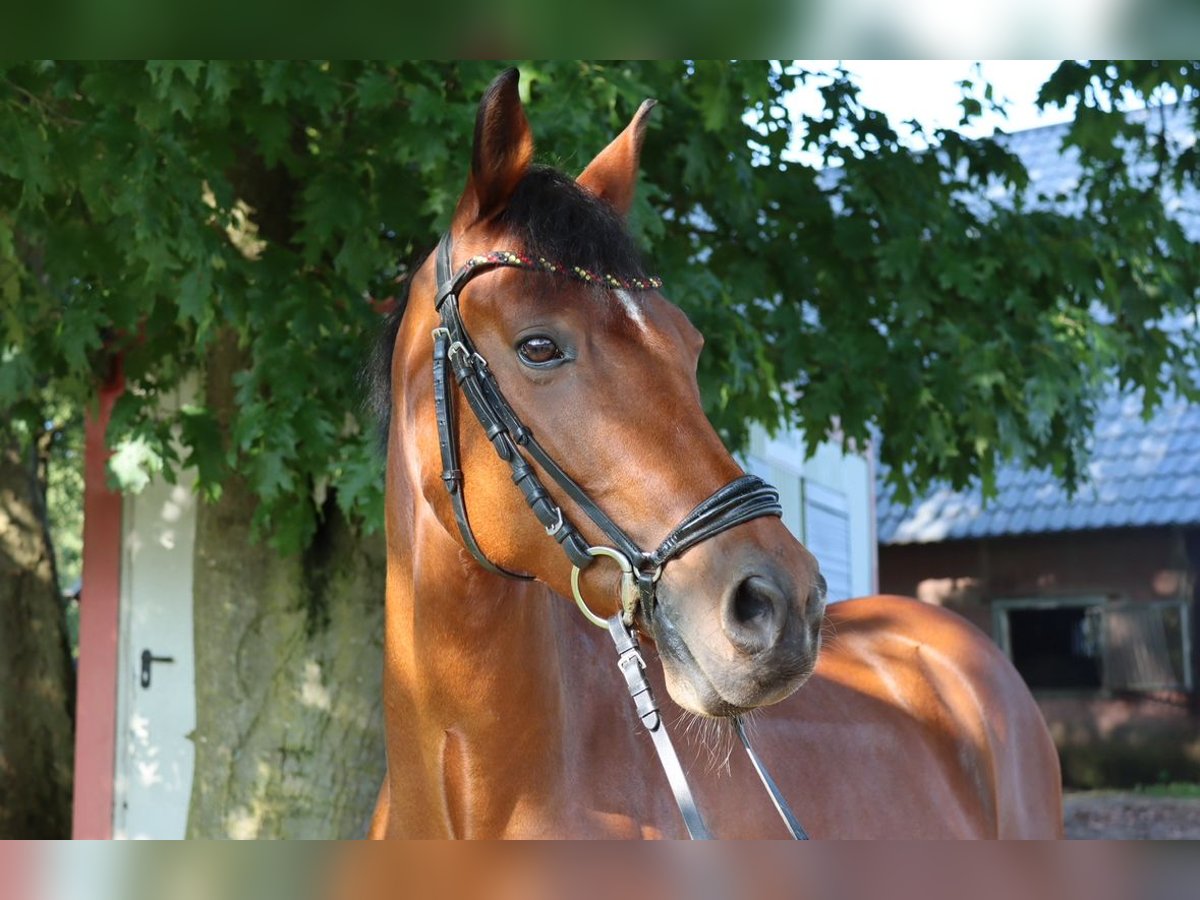 Deutsches Reitpony Wallach 13 Jahre 153 cm Brauner in Dinslaken