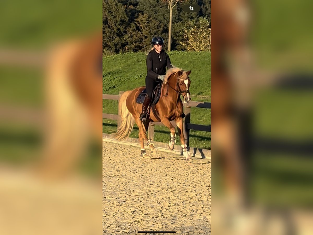 Deutsches Reitpony Wallach 13 Jahre 155 cm Fuchs in Linkenheim-HochstettenLinkenheim