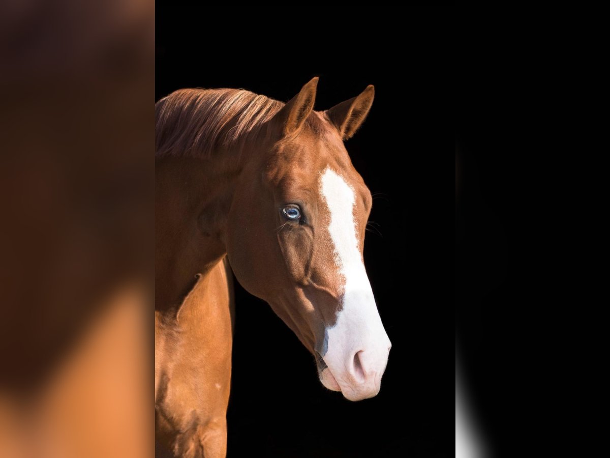 Deutsches Reitpony Wallach 13 Jahre 155 cm Fuchs in Gelsenkirchen