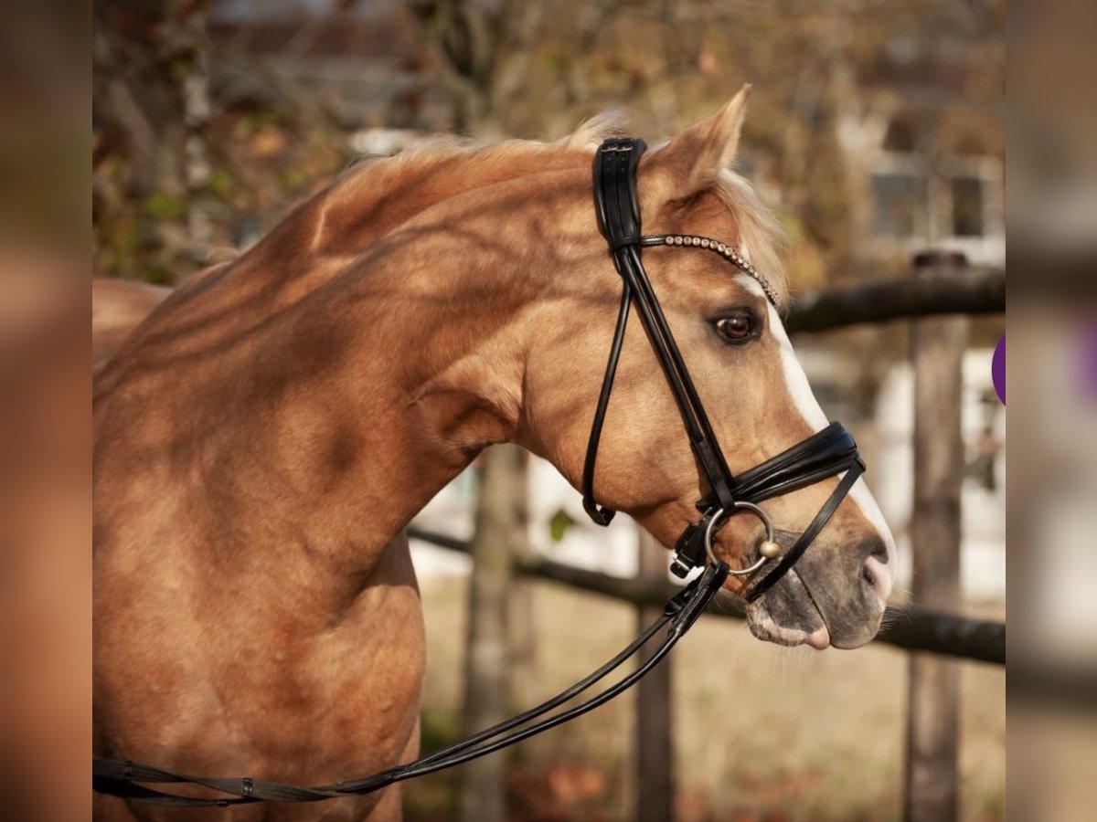 Deutsches Reitpony Wallach 13 Jahre 155 cm Palomino in M&#xF6;nchengladbach