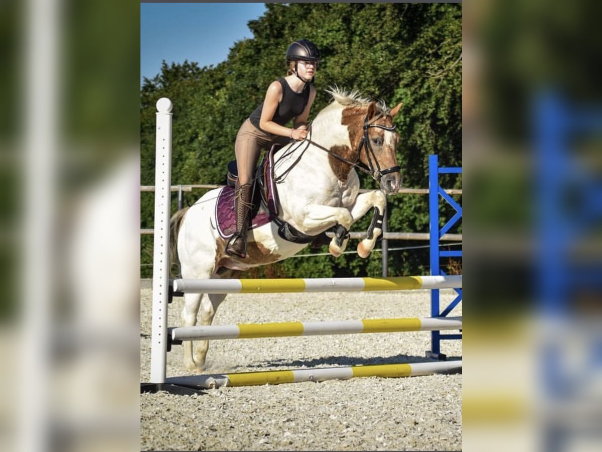 Deutsches Reitpony Wallach 14 Jahre 137 cm Schecke in Remscheid