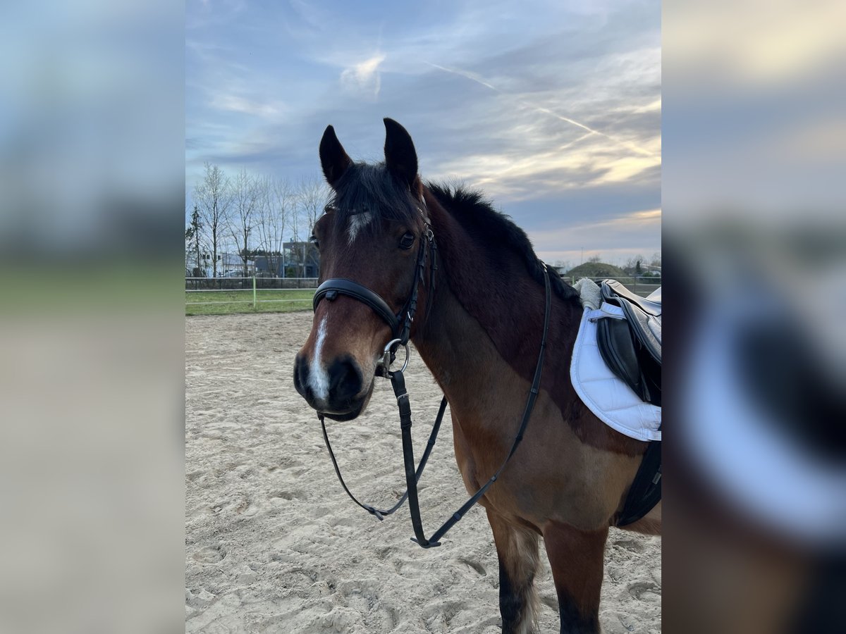 Deutsches Reitpony Mix Wallach 14 Jahre 139 cm Brauner in Bothel
