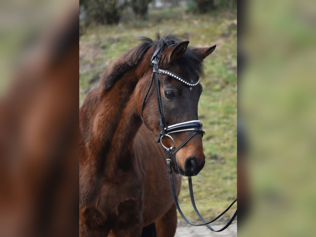 Deutsches Reitpony Wallach 14 Jahre 146 cm Dunkelbrauner in Fürstenau