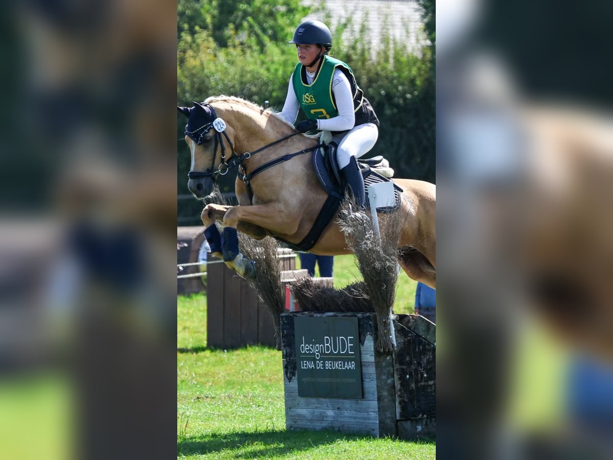 Deutsches Reitpony Wallach 14 Jahre 146 cm Palomino in Gescher