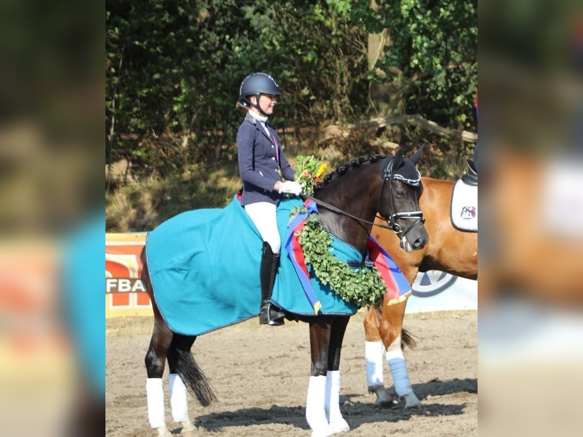 Deutsches Reitpony Wallach 14 Jahre 146 cm Rappe in Ganderkesee