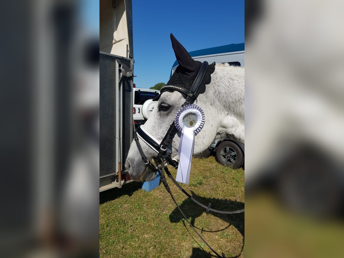 Deutsches Reitpony Wallach 14 Jahre 146 cm Schimmel in Berlin