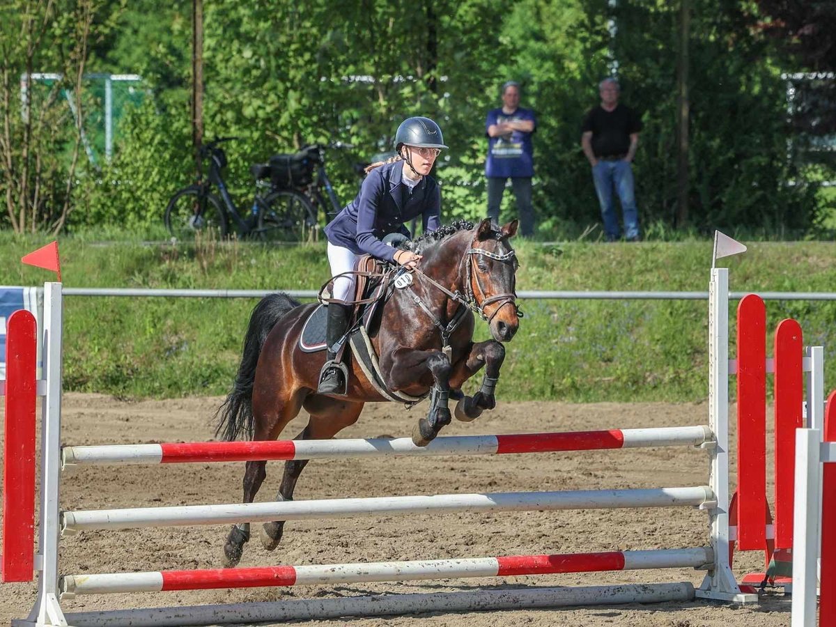 Deutsches Reitpony Wallach 14 Jahre 147 cm Dunkelbrauner in WolfenbüttelWolfenbüttel
