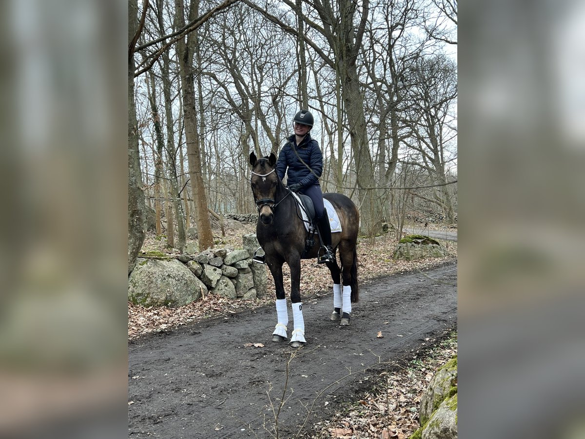 Deutsches Reitpony Wallach 14 Jahre 148 cm Brauner in K&#xF6;pingebro