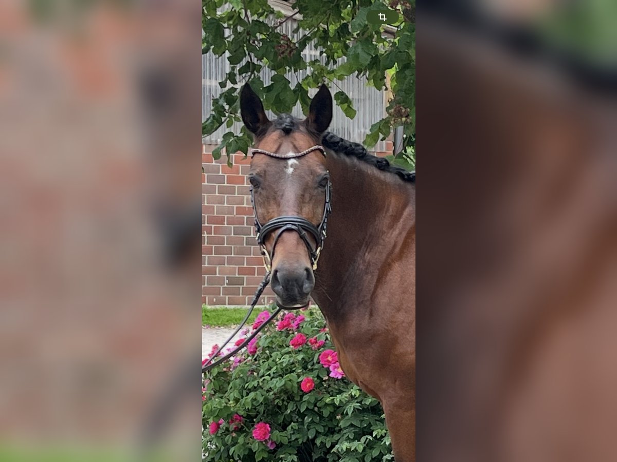 Deutsches Reitpony Wallach 14 Jahre 148 cm Brauner in Osterholz-Scharmbeck