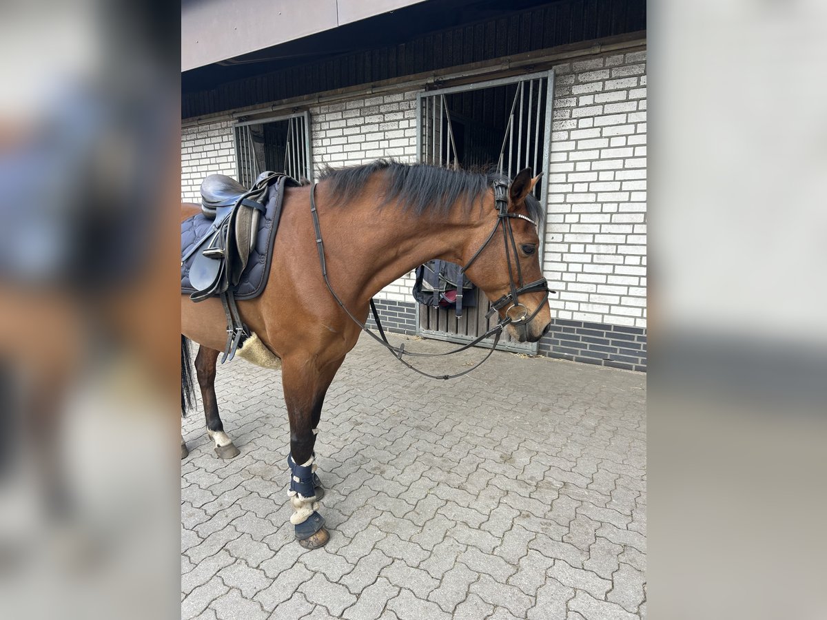 Deutsches Reitpony Wallach 14 Jahre 148 cm Brauner in Norderstedt