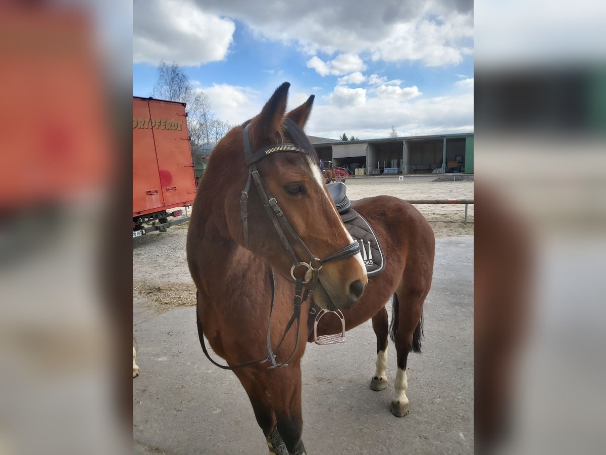 Deutsches Reitpony Wallach 14 Jahre 148 cm Brauner in Hohenerxleben