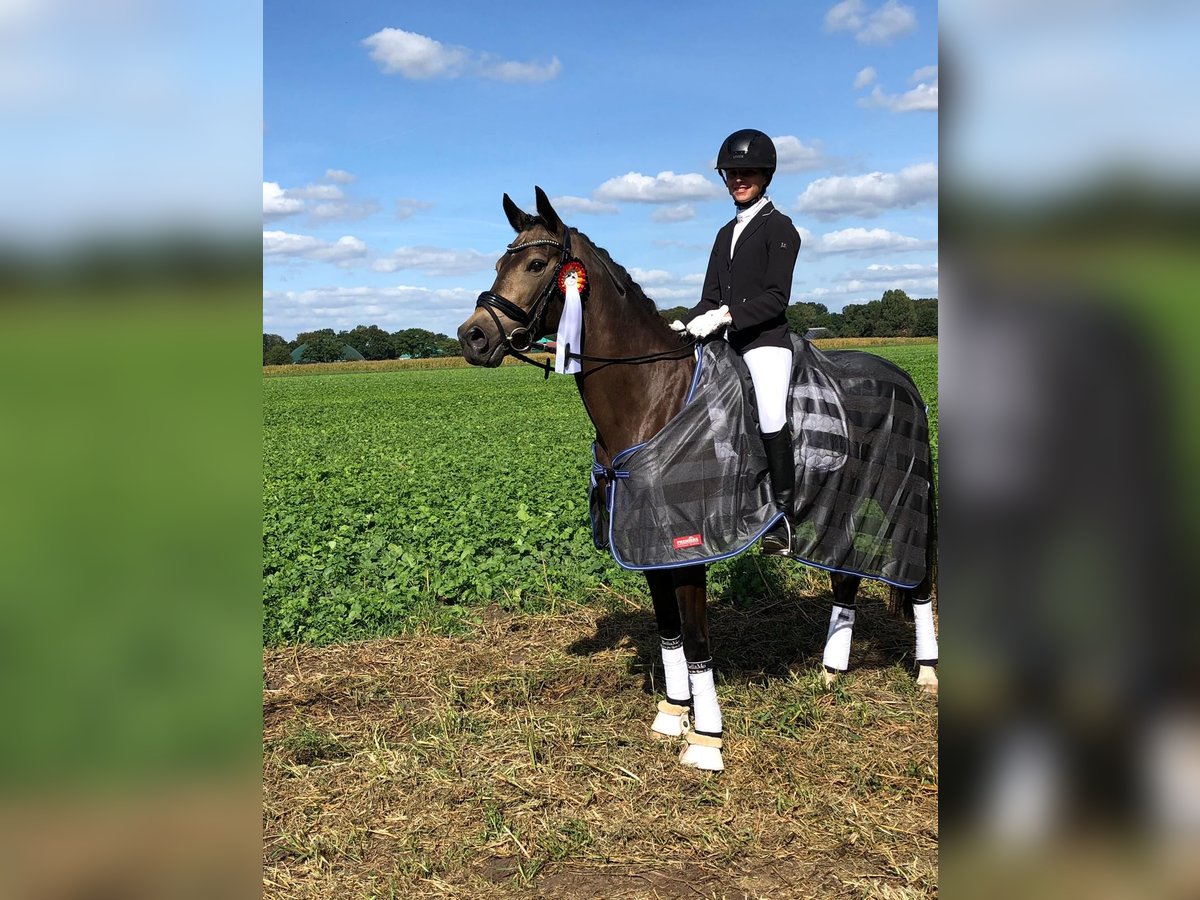 Deutsches Reitpony Wallach 14 Jahre 148 cm Buckskin in Winsen (Luhe)