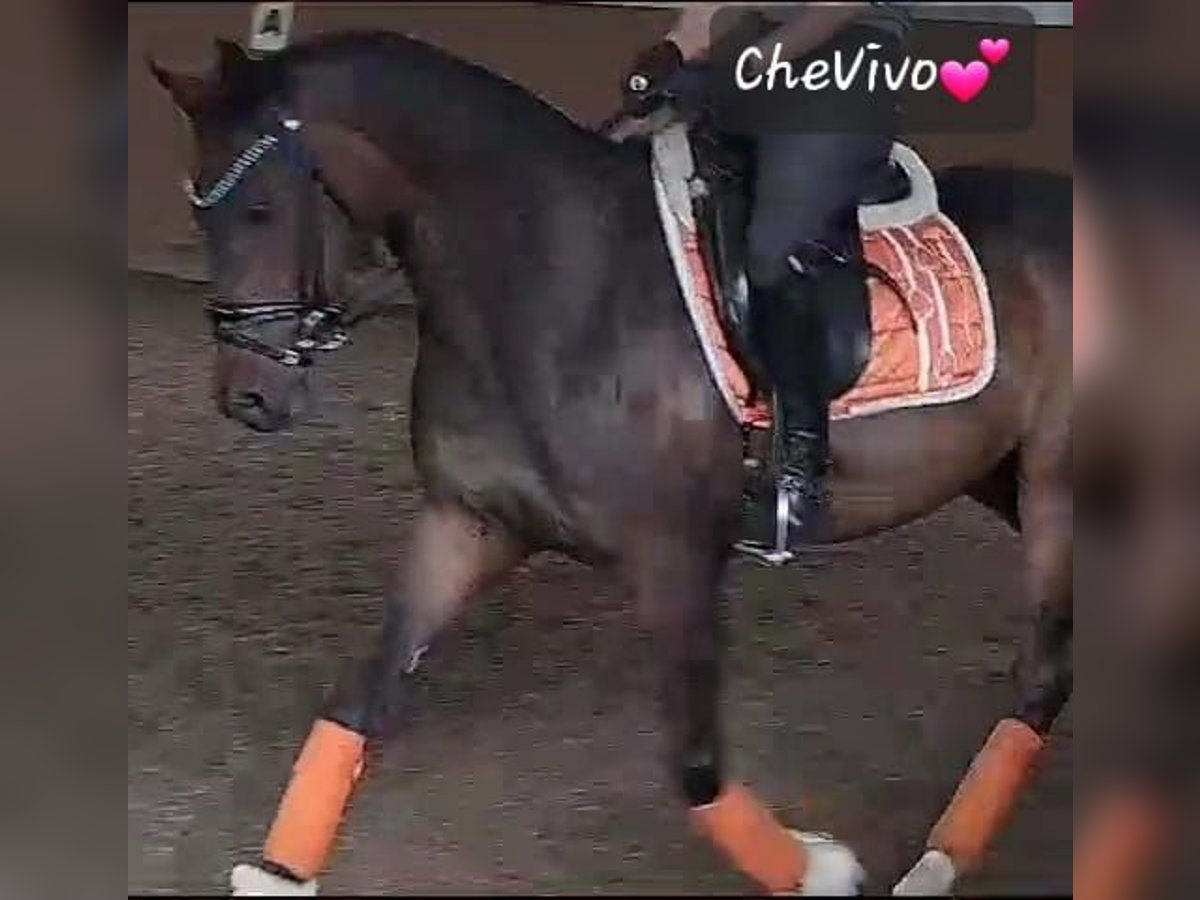 Deutsches Reitpony Wallach 14 Jahre 148 cm Dunkelbrauner in Emsbüren