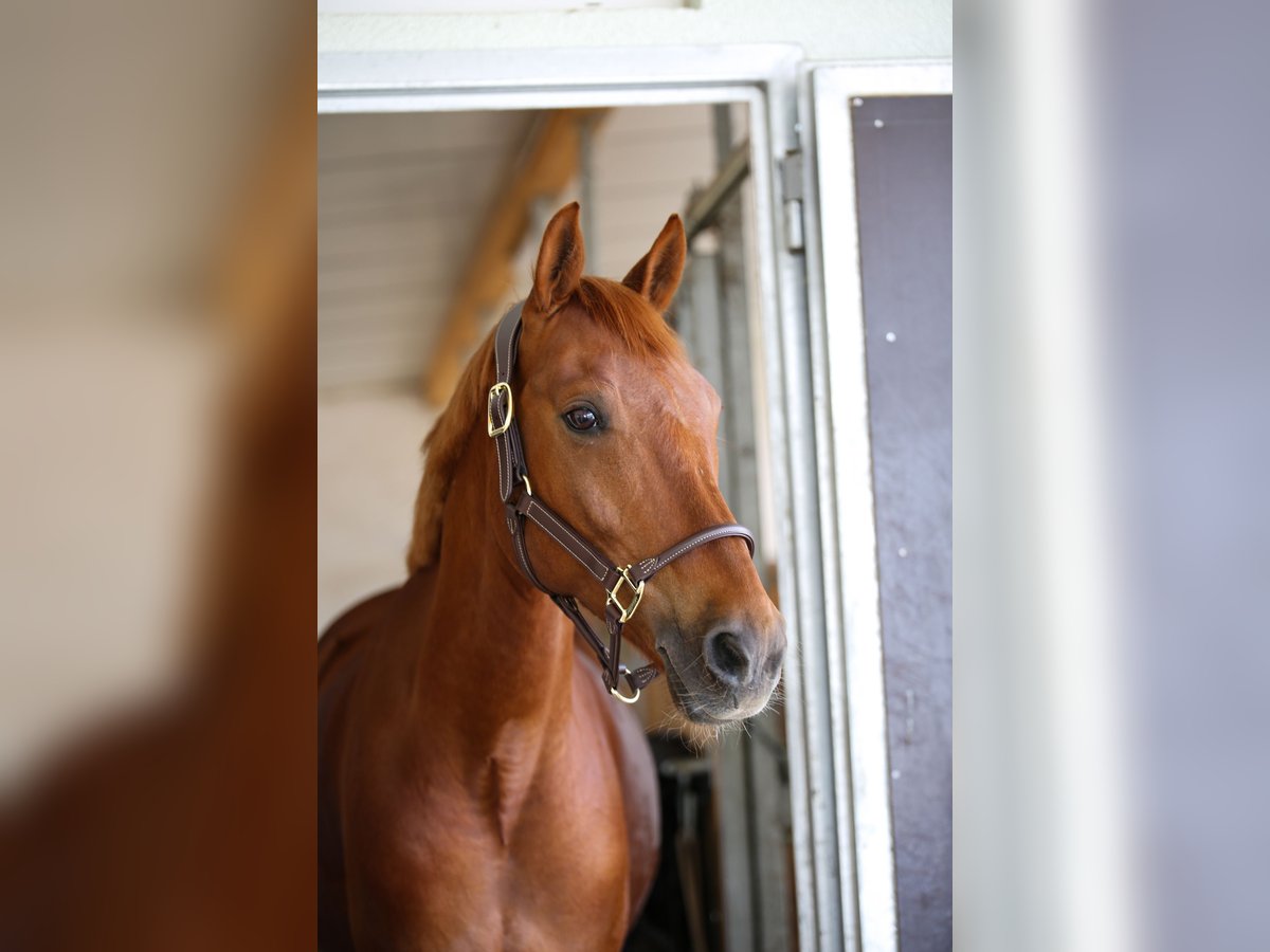 Deutsches Reitpony Wallach 14 Jahre 148 cm Fuchs in Leinburg