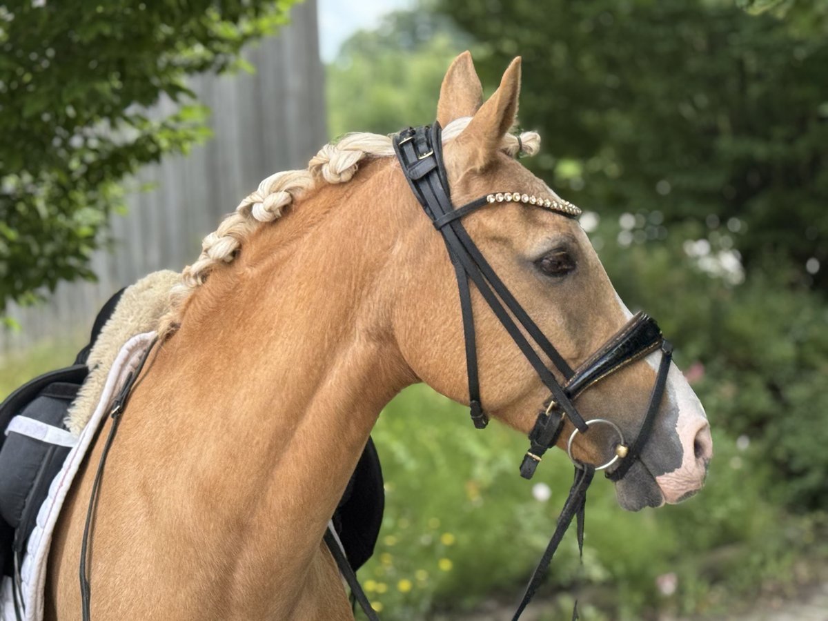 Deutsches Reitpony Wallach 14 Jahre 148 cm Palomino in Mainburg