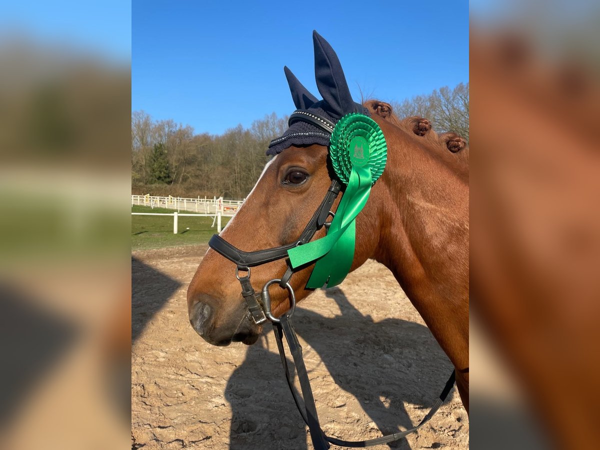 Deutsches Reitpony Wallach 14 Jahre 149 cm Fuchs in Lübeck