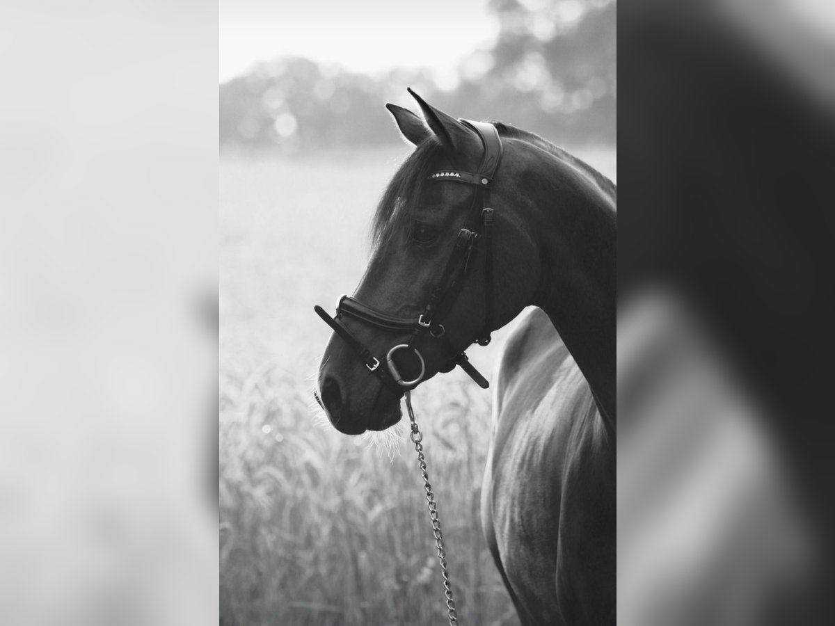 Deutsches Reitpony Wallach 14 Jahre 150 cm Brauner in Achim