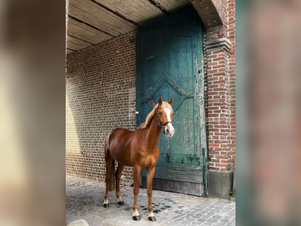 Deutsches Reitpony Wallach 14 Jahre 150 cm Fuchs in Krefeld