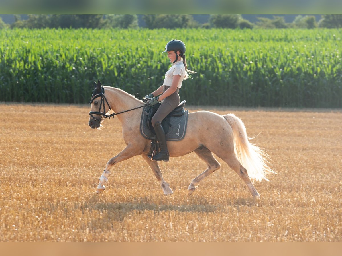 Deutsches Reitpony Wallach 15 Jahre 133 cm Palomino in Diemelstadt
