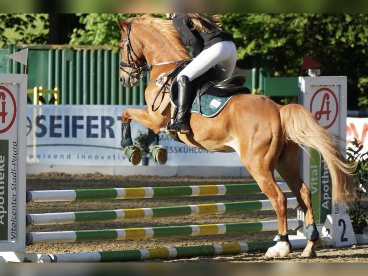 Deutsches Reitpony Wallach 15 Jahre 138 cm Fuchs in Dorfbeuern