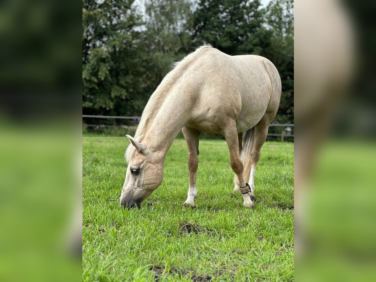 Deutsches Reitpony Wallach 15 Jahre 141 cm Palomino in Schwerte