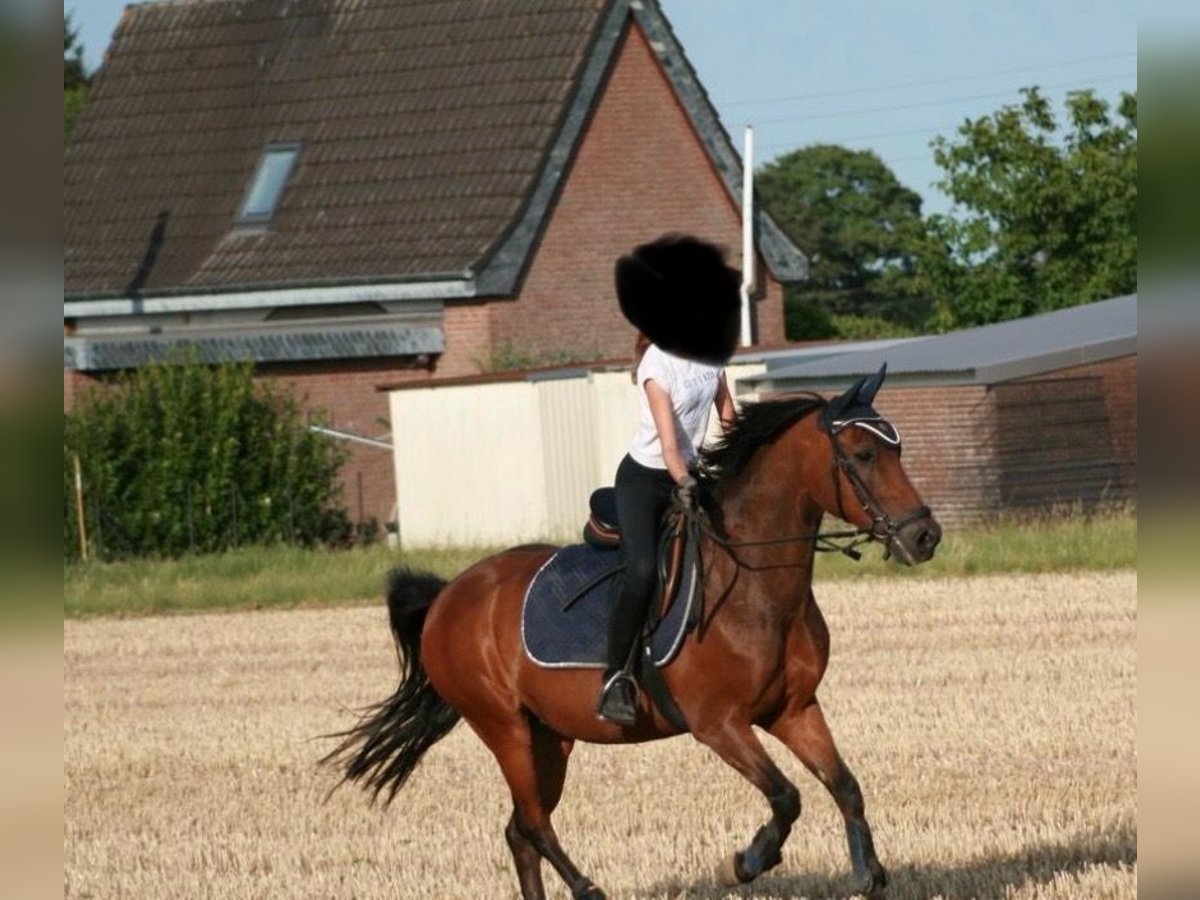 Deutsches Reitpony Wallach 15 Jahre 143 cm Brauner in Kalkar
