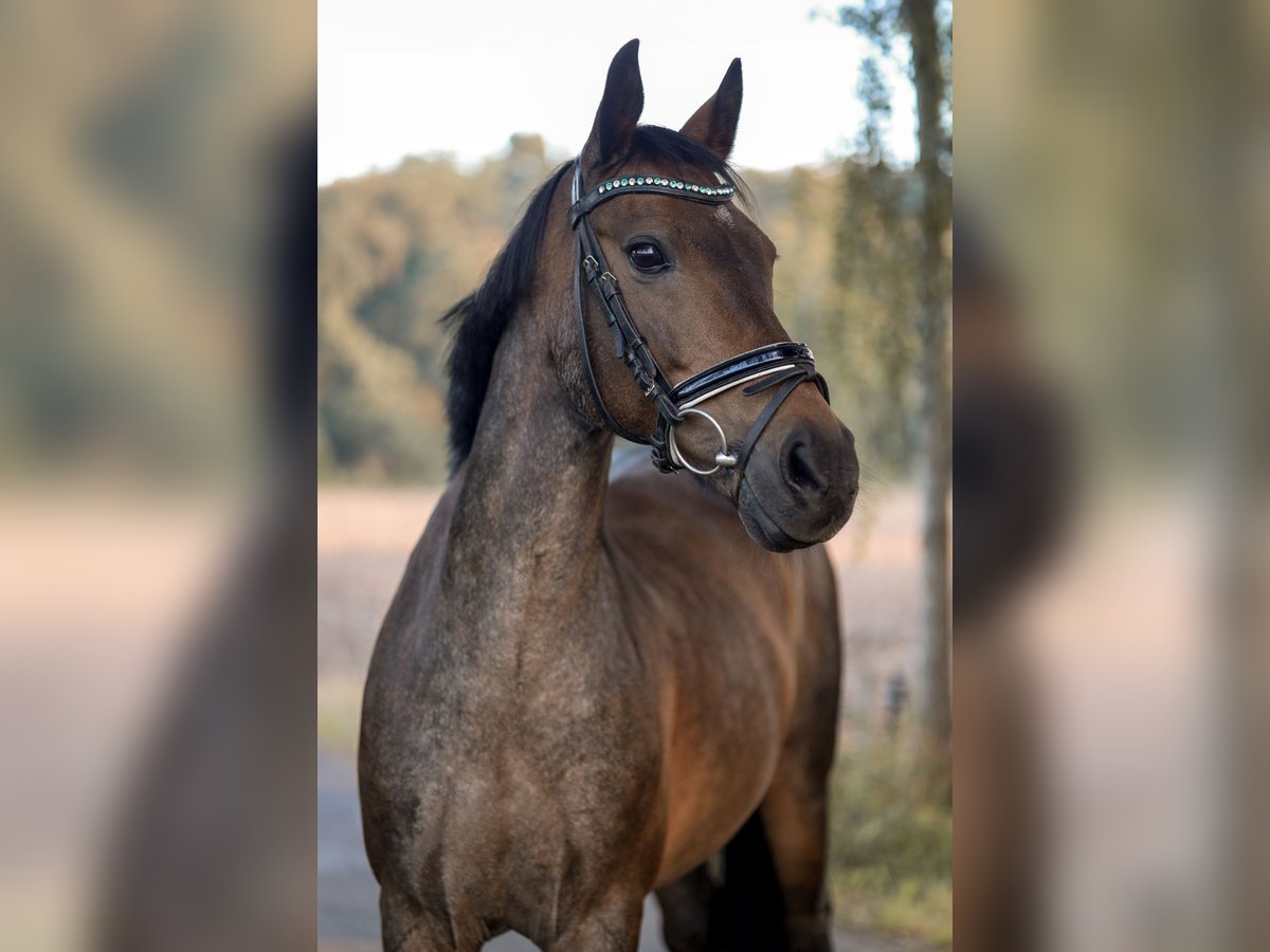 Deutsches Reitpony Wallach 15 Jahre 144 cm Brauner in Meppen