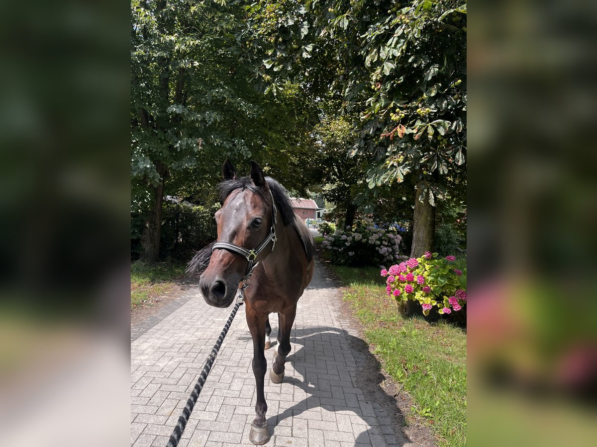 Deutsches Reitpony Wallach 15 Jahre 144 cm Brauner in H&#xFC;nxe