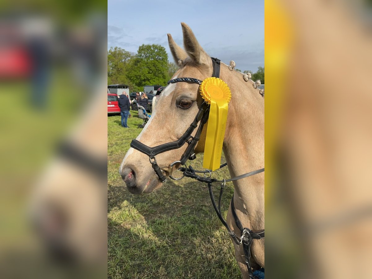 Deutsches Reitpony Wallach 15 Jahre 144 cm Palomino in Borken