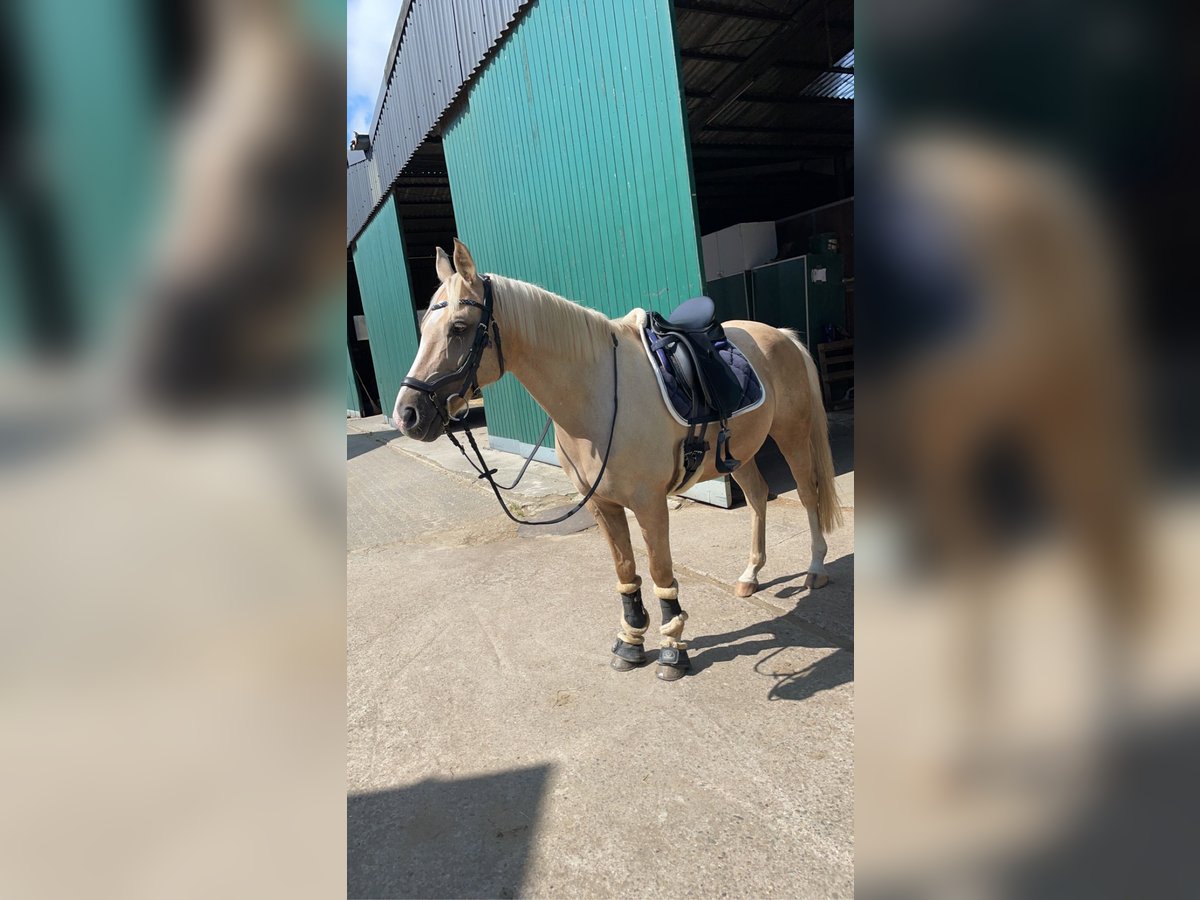 Deutsches Reitpony Wallach 15 Jahre 144 cm Palomino in Borken