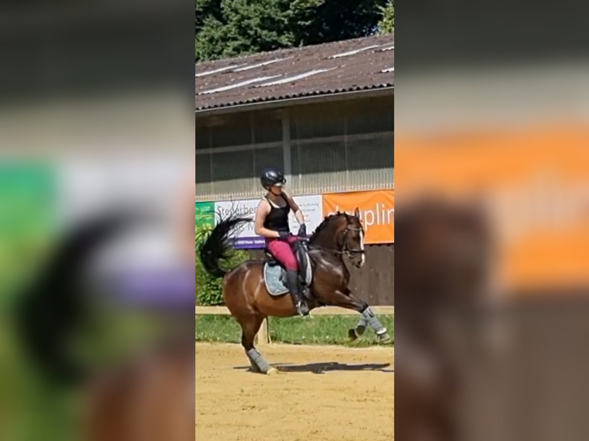 Deutsches Reitpony Wallach 15 Jahre 145 cm Brauner in Wesel