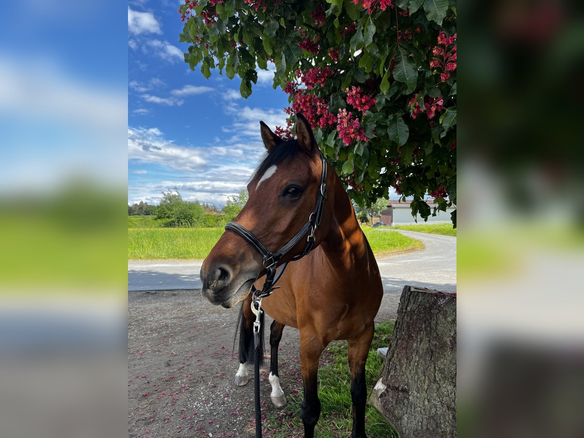 Deutsches Reitpony Wallach 15 Jahre 145 cm Brauner in Ursensollen