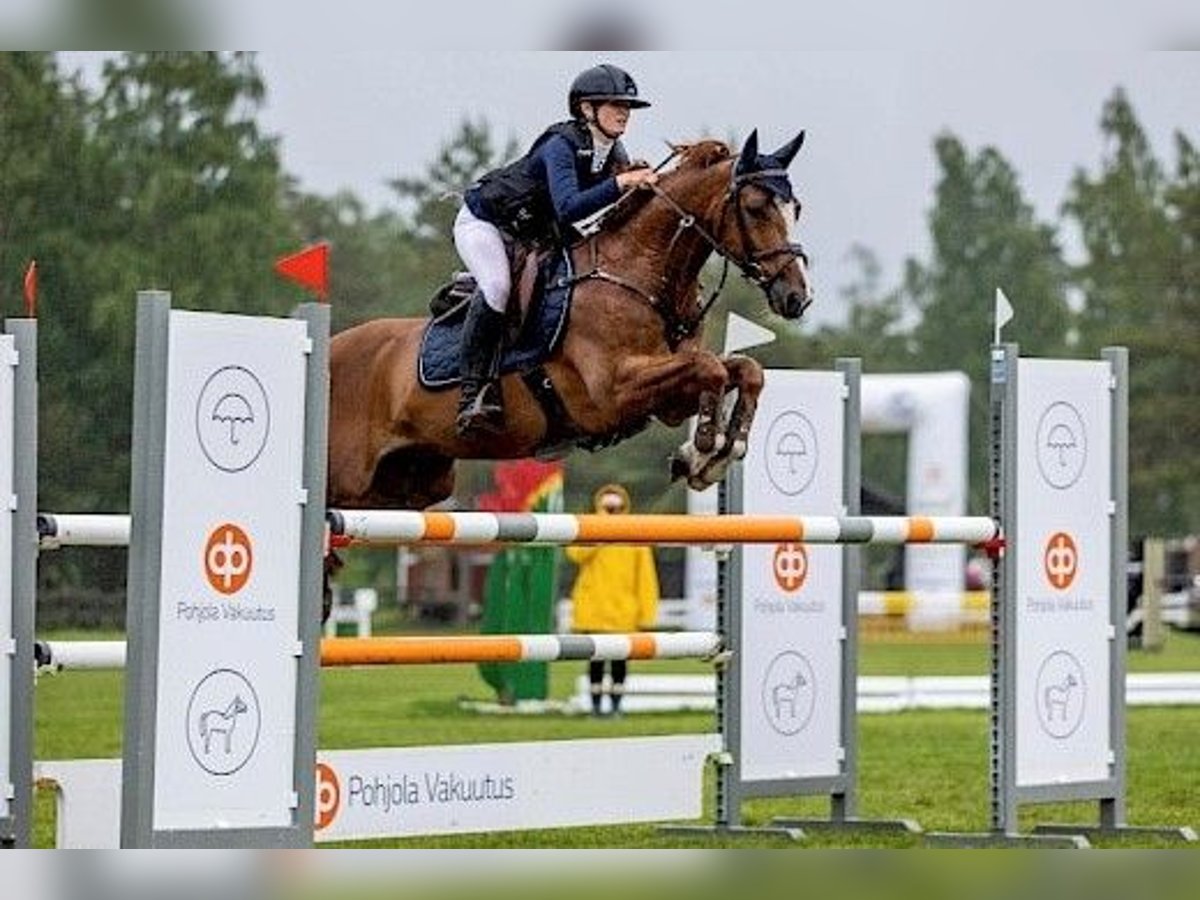 Deutsches Reitpony Wallach 15 Jahre 146 cm Brauner in Rusko