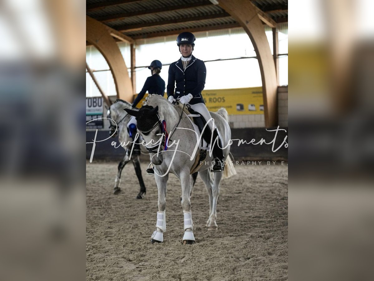 Deutsches Reitpony Wallach 15 Jahre 146 cm Schimmel in Berlin